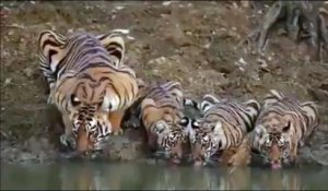 Cette famille de tigres se désaltère dans la rivière... Magnifique