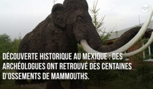Découverte exceptionnelle de plus de 800 os de mammouths sur un ancien site de chasse au Mexique