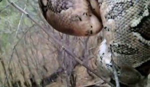 Il découvre un énorme serpent parfaitement camouflé dans un arbre
