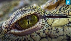 Australie : un garde-forestier survit à une attaque de crocodile grâce à un doigt dans l’œil