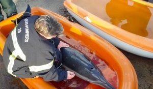 Échoué sur une plage bretonne, un dauphin est sauvé par des pompiers qui le remettent à l'eau