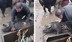 Un fermier ramène un de ses cochons à la vie