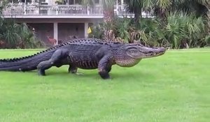 Ils croisent un énorme alligator sur le green d'un golf en floride... Belle bête