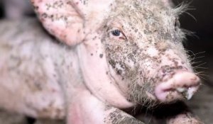 Dans l’enfer d’un élevage intensif de cochons : la nouvelle vidéo choc de L214