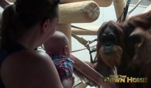 Un Orang-outan vient faire un bisou à un bébé... trop mignon