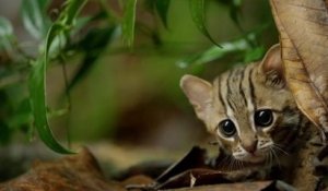 Voici le plus petit chat sauvage du monde et il est beaucoup trop mignon