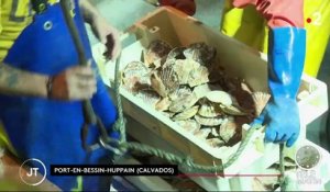 Calvados : la récolte des coquilles Saint-Jacques a débuté