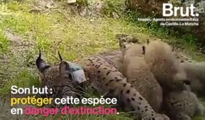 En Espagne, une lynx ibérique tuée par un braconnier