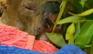 Australie : Le koala sauvé des flammes par une femme a été euthanasié