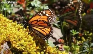 Les papillons monarques plus nombreux au Mexique