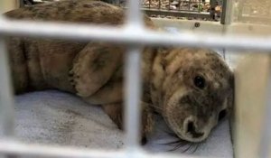 Bebe Phoque Perdu Pousse Des Petits Cris Trop Mignon Sur Orange Videos