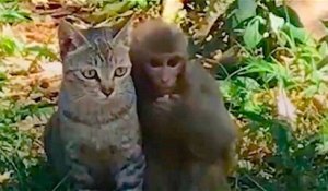Ce singe et ce chat sont les meilleurs amis du monde, rien ne peut les séparer