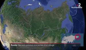 Russie : des ours polaires aux portes d’un village