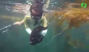 Un plongeur capture une énorme limace de mer