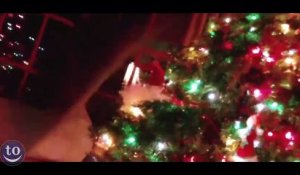 Chats vs Sapin de Noël