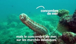 Concombres de mer, éléphants, girafes... quelles avancées pour la protection d'espèces menacées ?