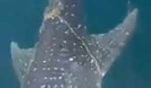 Un requin-baleine s'approche d'un bateau de pécheurs pour demander de l'aide