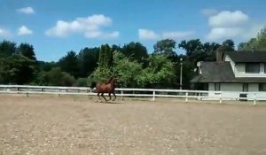Ce cheval a trouvé le moyen de s'évader... avec classe