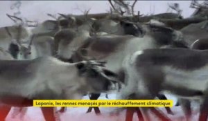 Laponie : les rennes menacés par le réchauffement climatique