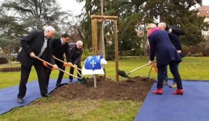 Saint-Louis : "2020 arbres pour 2020"