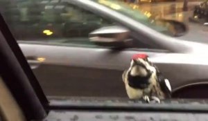 Cet oiseau fait un tour de voiture gratuitement... taxi!!!!