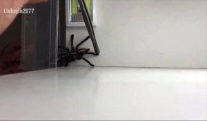 Quand attraper une araignée est une mission impossible !
