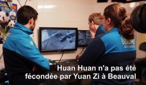 Zoo de Beauval: la femelle panda Huan Huan inséminée artificiellement