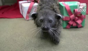 Le père Noël est aussi passé pour les animaux du zoo de Cincinnati aux États-Unis