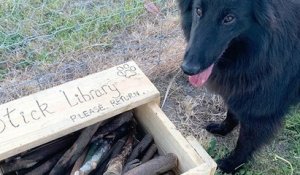 Il construit une « librairie à bâtons de bois » pour les chiens dans un parc