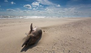 Pour protéger les dauphins et les bars, la pêche au chalut pélagique est interdite au large de l'île de Ré