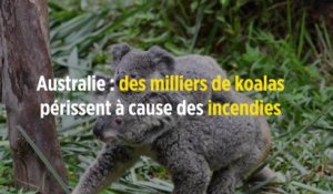 Australie : des milliers de koalas périssent à cause des incendies
