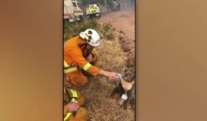 Les incendies en Australie menacent les koalas