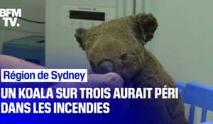 Incendies: un koala sur trois aurait péri dans la région de Sydney