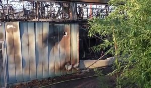 Hécatombe dans un zoo allemand : de nombreux singes sont morts dans un incendie