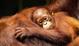 En Allemagne, l'incendie d'un zoo tue une trentaine de singes