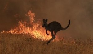Incendies en Australie : près de 500 millions d'animaux seraient morts depuis le mois de septembre
