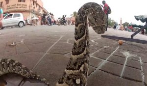 Il filme des cobras au plus près avec sa GoPro