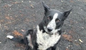 Un chien Border Collie aide son maitre à sauver un troupeau de moutons des feux de forêt en Australie