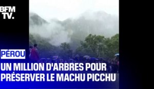 Un million d'arbres pour sauver le Machu Picchu