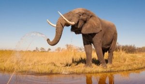 Le premier sanctuaire pour éléphants d'Europe va ouvrir en France