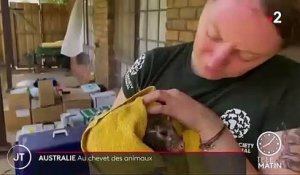 L'Australie tente de sauver ses animaux