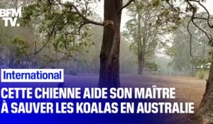 Ce chien aide son maître à sauver les koalas des incendies en Australie