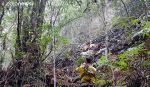 Australie : des arbres vieux de 200 millions d'années sauvés des flammes