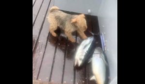 Ce chien voit un thon pour la première fois... Mais c'est quoi ce truc qui bouge
