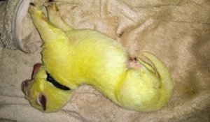 Cette femelle berger allemand a donné naissance à un chiot... jaune fluo