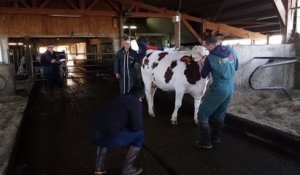 Pierrefontaine-les-Varans. Présélection des montbéliardes pour le salon de l'agriculture à Paris