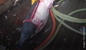 Sea Sheperd dénonce dans une vidéo le dépeçage d’un dauphin par des pêcheurs