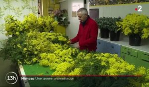 Côte d'Azur : le mimosa prend de l'avance