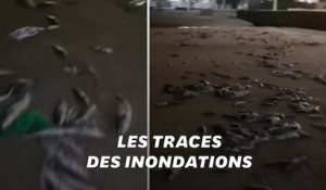 Après la tempête Gloria, une plage espagnole recouverte de poissons morts