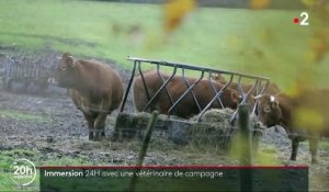Métiers : les vétérinaires de campagne disparaissent